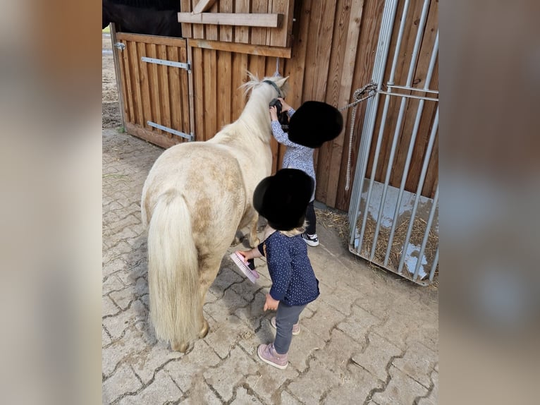 Shetlandsponnyer Valack 5 år 95 cm Palomino in Oberlangen