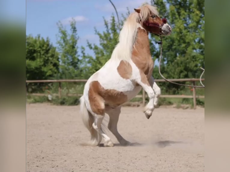 Shetlandsponnyer Valack 6 år 110 cm Pinto in Wesendahl