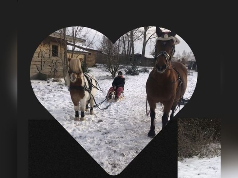 Shetlandsponnyer Valack 6 år 110 cm Pinto in Wesendahl