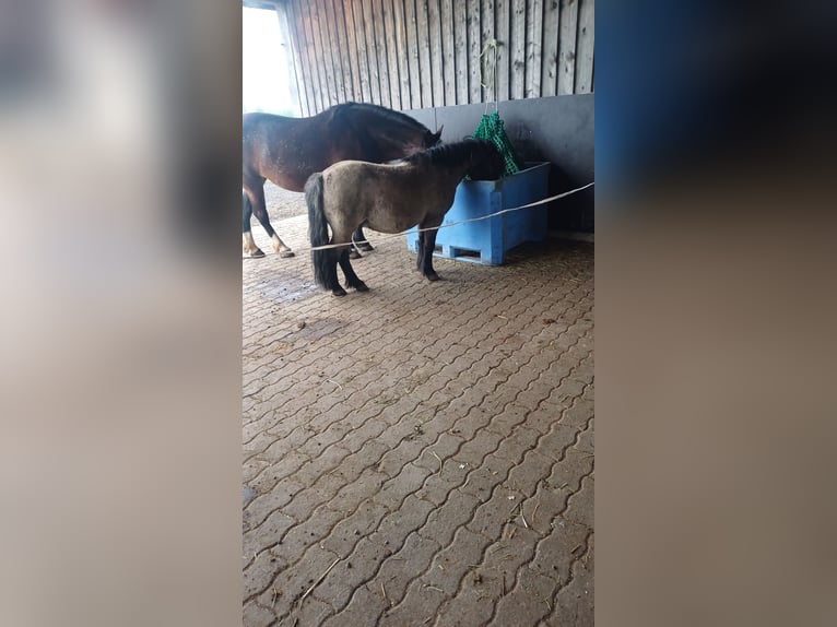 Shetlandsponnyer Valack 7 år 110 cm Brunskimmel in Koblach