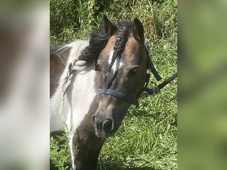 Shetlandsponnyer Valack 7 år 85 cm Pinto in Ursensollen