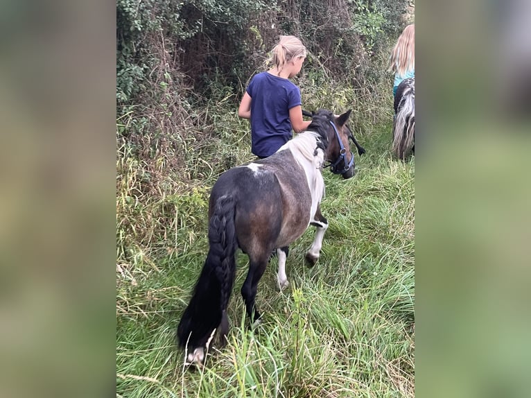 Shetlandsponnyer Valack 7 år 85 cm Pinto in Ursensollen