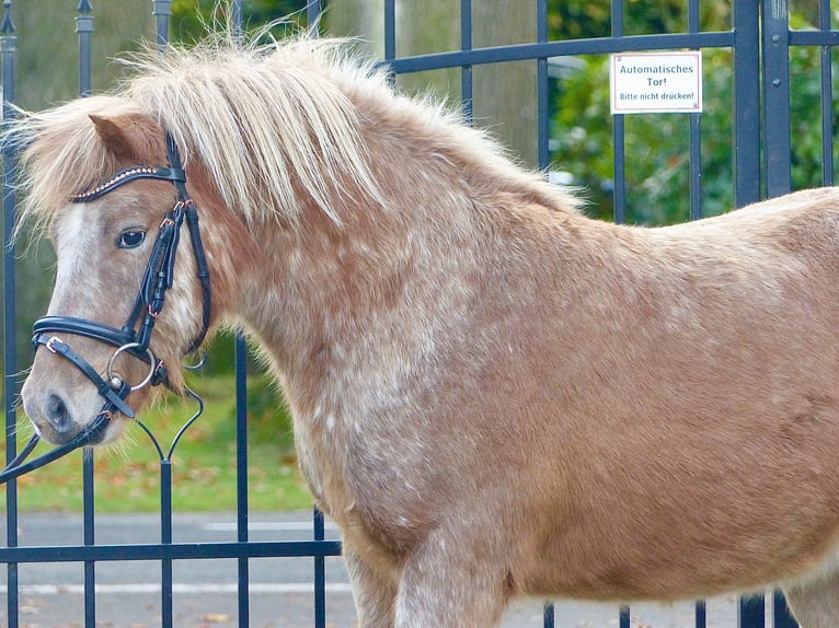 Shetlandsponnyer Valack 8 år 113 cm Leopard-Piebald in Halle