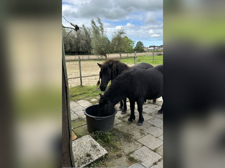 Shetlandsponnyer Valack 9 år 106 cm Svart in Hazerswoude Rijndijk