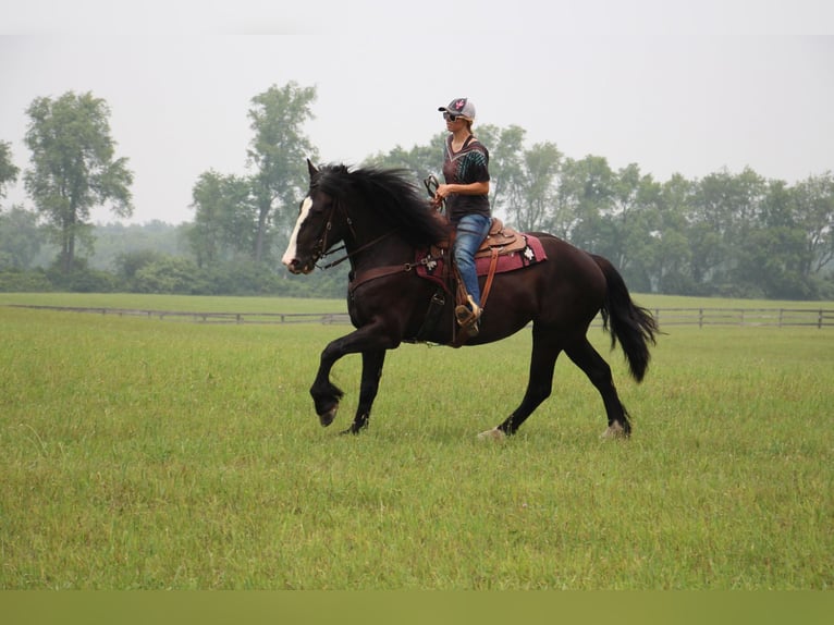 Shire / Shire Horse Castrone 10 Anni 168 cm Morello in Highland Mi