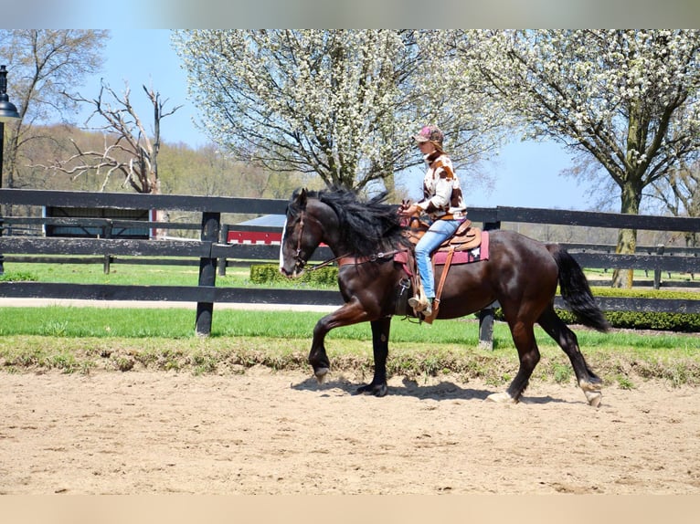 Shire / Shire Horse Castrone 10 Anni 168 cm Morello in Highland Mi