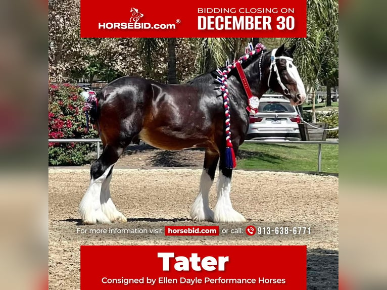 Shire / Shire Horse Castrone 10 Anni 173 cm Baio ciliegia in Argyle, TX