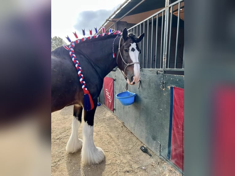 Shire / Shire Horse Castrone 10 Anni 173 cm Baio ciliegia in Argyle, TX