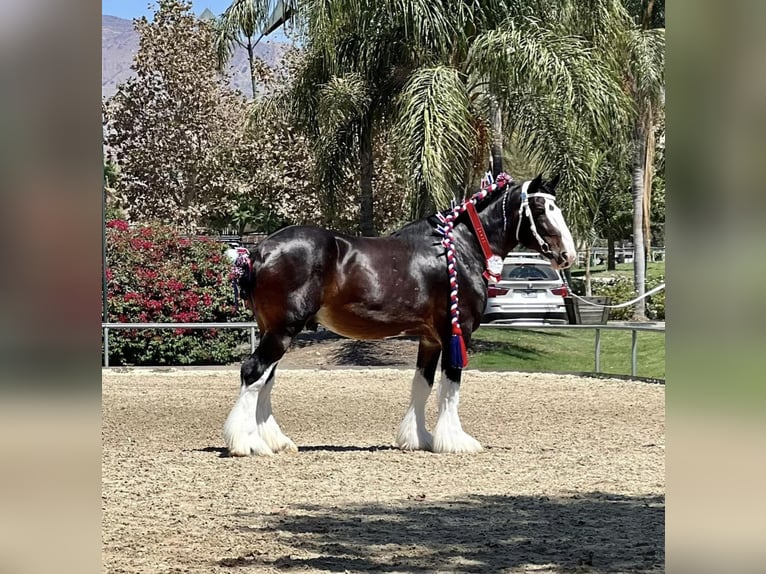 Shire / Shire Horse Castrone 10 Anni 173 cm Baio ciliegia in Argyle, TX