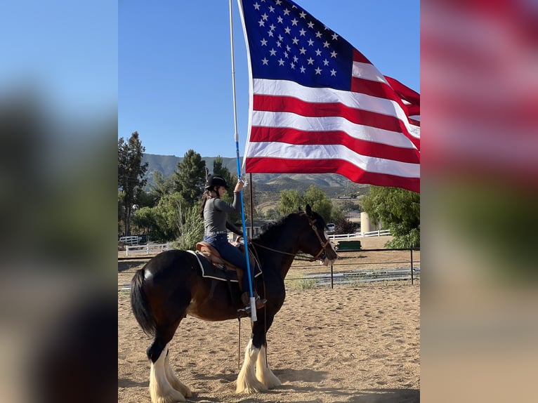 Shire / Shire Horse Castrone 10 Anni 173 cm Baio ciliegia in Argyle, TX