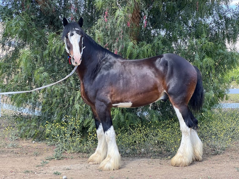 Shire / Shire Horse Castrone 10 Anni 173 cm Baio ciliegia in Argyle, TX