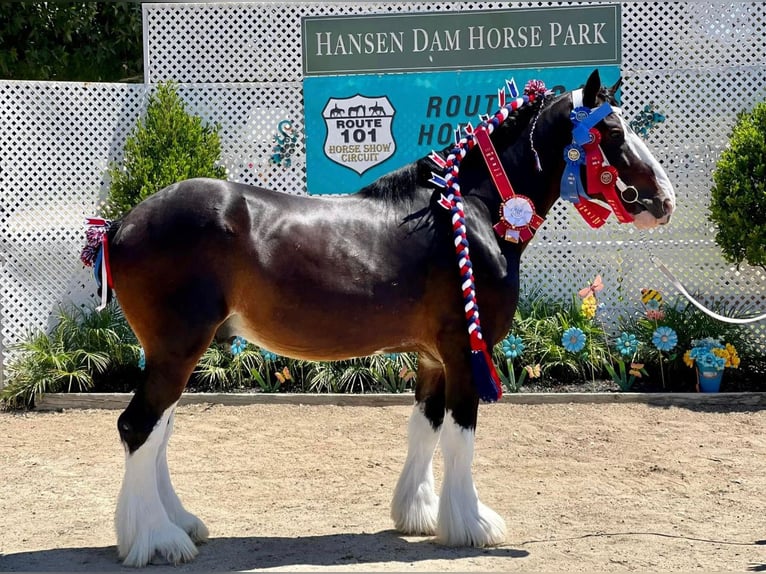 Shire / Shire Horse Castrone 10 Anni 173 cm Baio ciliegia in Argyle, TX