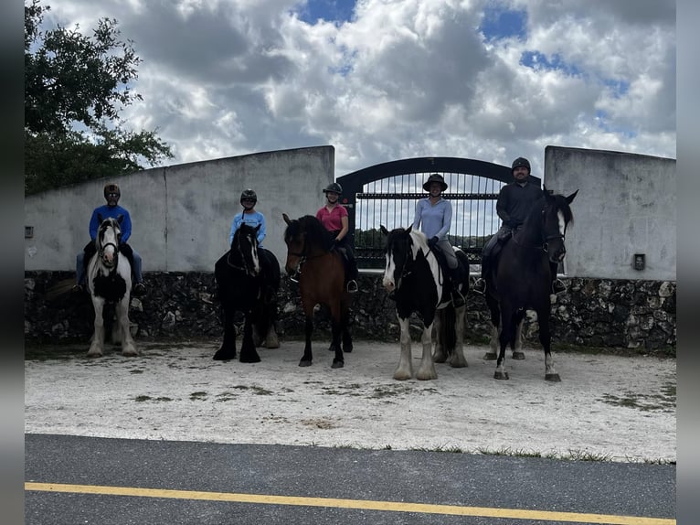 Shire / Shire Horse Castrone 11 Anni 170 cm Morello in OCALA, FL