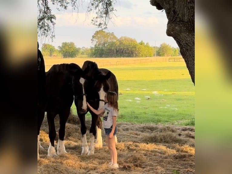 Shire / Shire Horse Mix Castrone 12 Anni 180 cm Morello in Williston