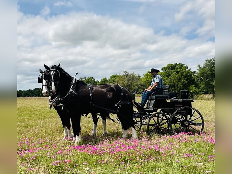 Shire / Shire Horse Mix Castrone 12 Anni 180 cm Morello in Williston