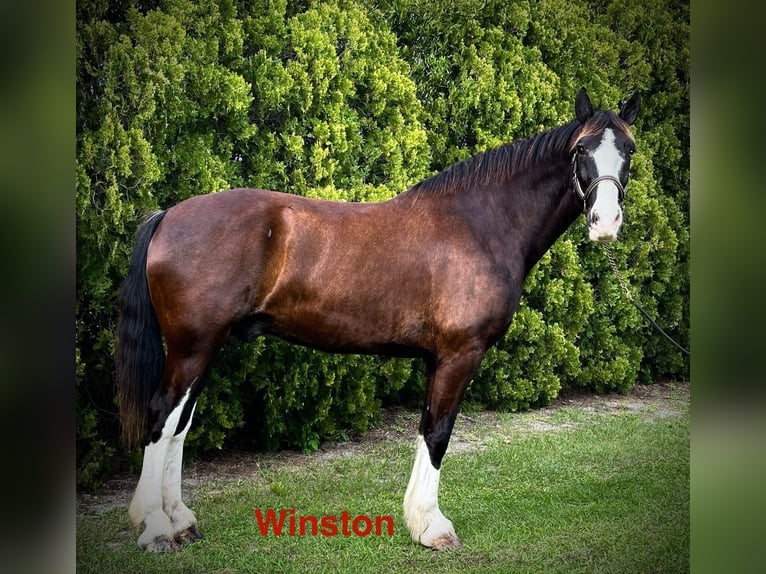 Shire / Shire Horse Mix Castrone 12 Anni 180 cm Morello in Williston