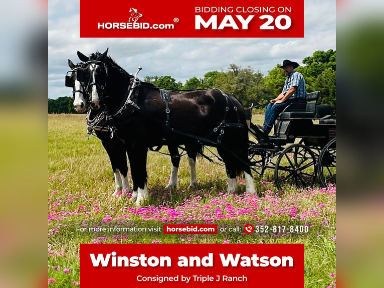 Shire / Shire Horse Mix Castrone 12 Anni 180 cm Morello in Williston