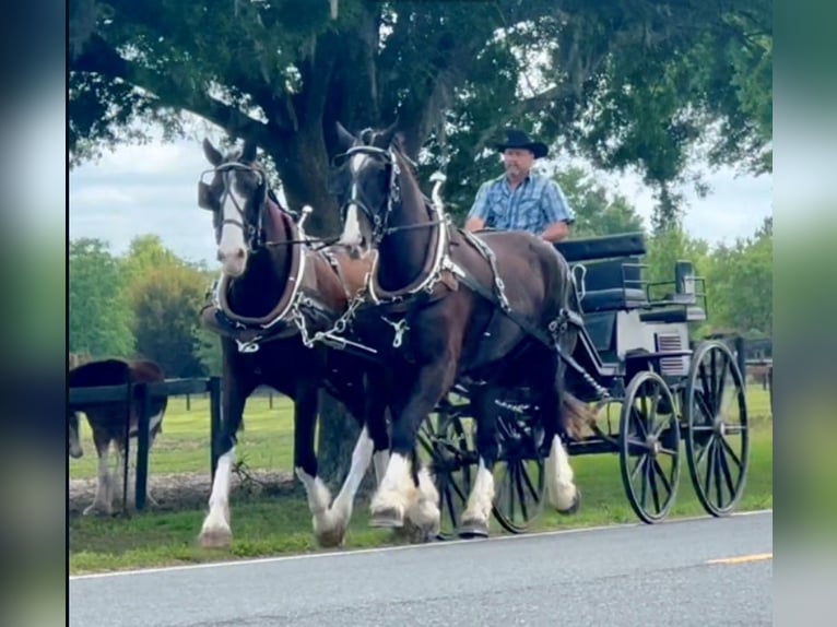 Shire / Shire Horse Mix Castrone 12 Anni 180 cm Morello in Williston