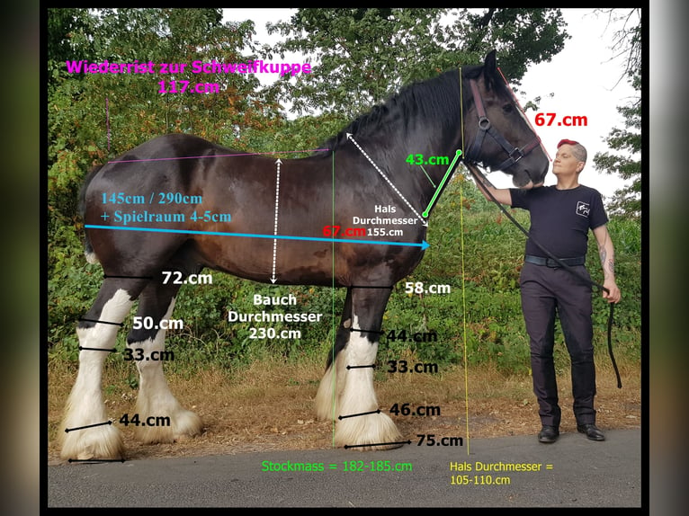 Shire / Shire Horse Castrone 12 Anni 184 cm Morello in Hamburg Osdorf