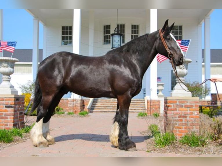 Shire / Shire Horse Castrone 13 Anni 173 cm Morello in Highland MI
