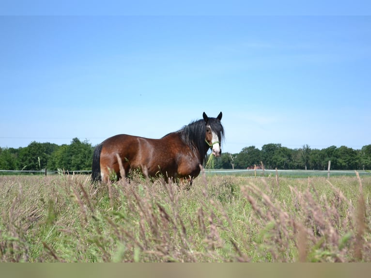 Shire / Shire Horse Mix Castrone 14 Anni 165 cm Baio in Pesnica