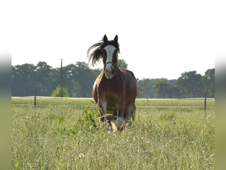 Shire / Shire Horse Mix Castrone 14 Anni 165 cm Baio in Pesnica