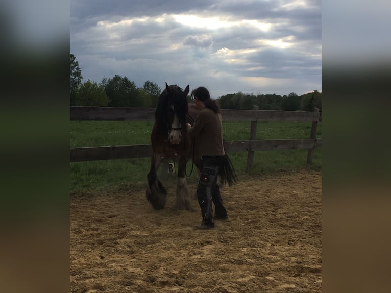 Shire / Shire Horse Mix Castrone 14 Anni 165 cm Baio in Pesnica