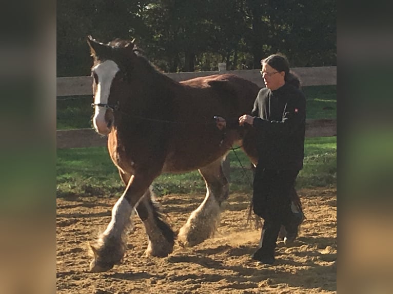 Shire / Shire Horse Mix Castrone 14 Anni 165 cm Baio in Pesnica