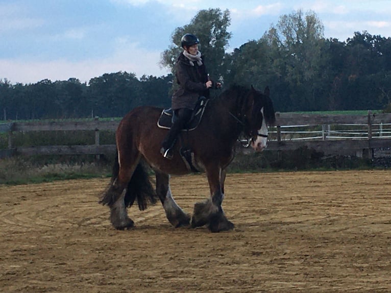 Shire / Shire Horse Mix Castrone 14 Anni 165 cm Baio in Pesnica