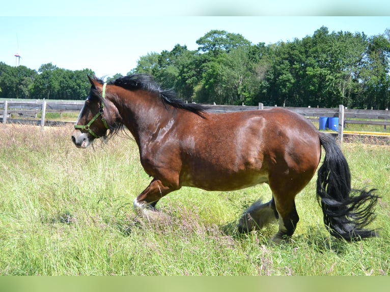 Shire / Shire Horse Mix Castrone 14 Anni 165 cm Baio in Pesnica