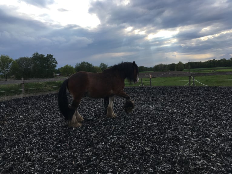 Shire / Shire Horse Mix Castrone 14 Anni 165 cm Baio in Pesnica