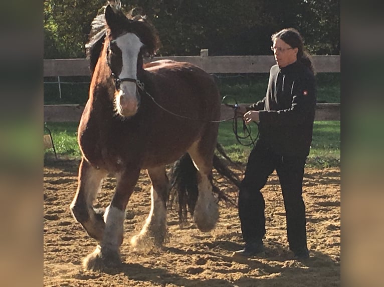 Shire / Shire Horse Mix Castrone 14 Anni 165 cm Baio in Pesnica