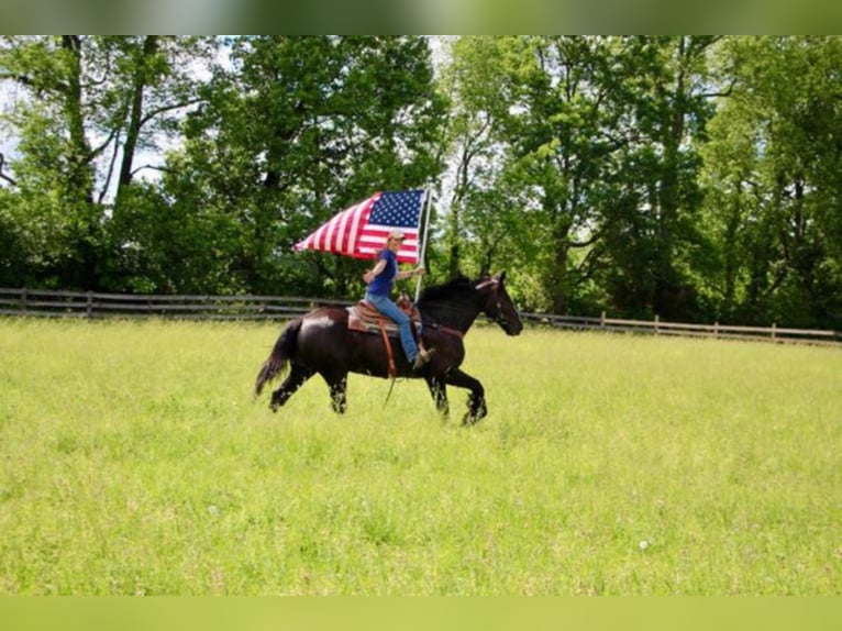 Shire / Shire Horse Castrone 14 Anni 173 cm Morello in Highland MI