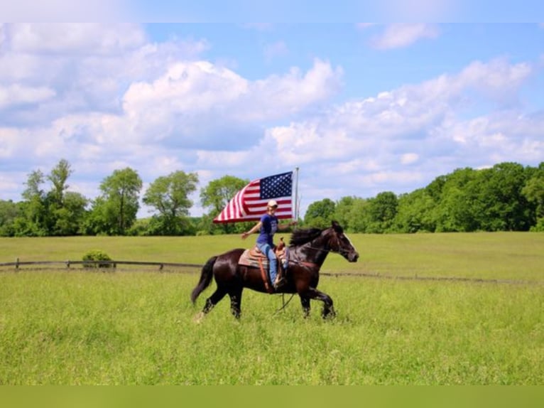 Shire / Shire Horse Castrone 14 Anni 173 cm Morello in Highland MI