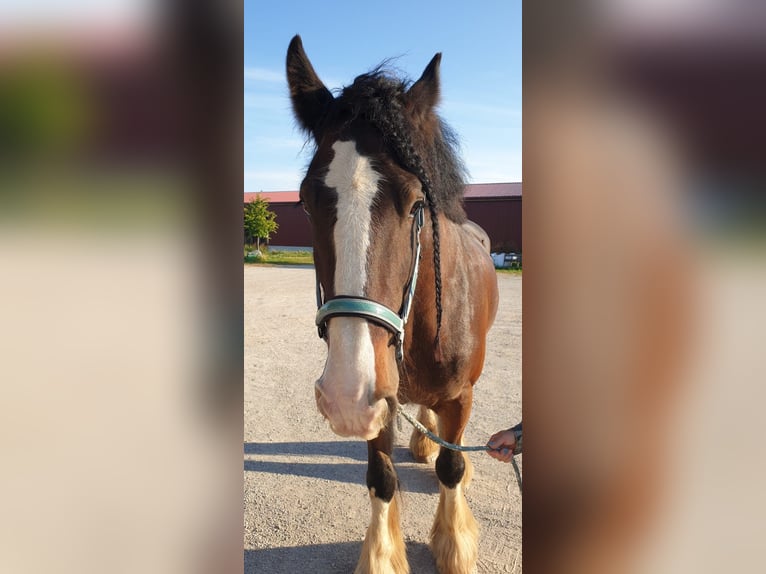 Shire / Shire Horse Castrone 15 Anni 176 cm Baio in St.Pölten