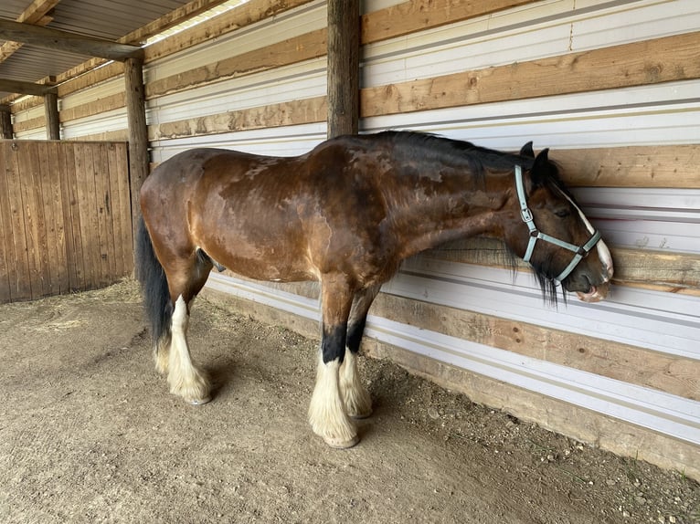 Shire / Shire Horse Castrone 15 Anni 176 cm Baio in St.Pölten