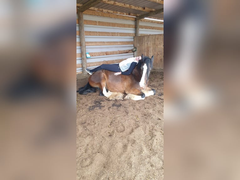 Shire / Shire Horse Castrone 15 Anni 176 cm Baio in St.Pölten