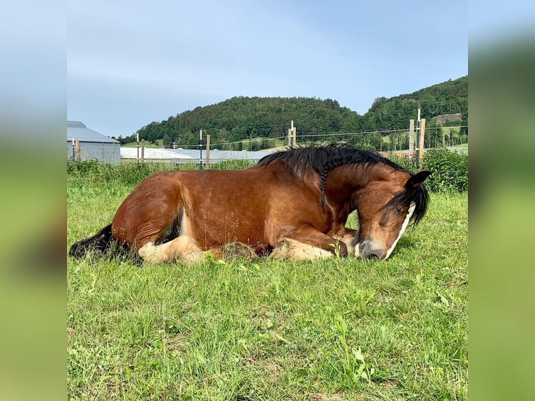 Shire / Shire Horse Castrone 1 Anno Baio in Deggendorf