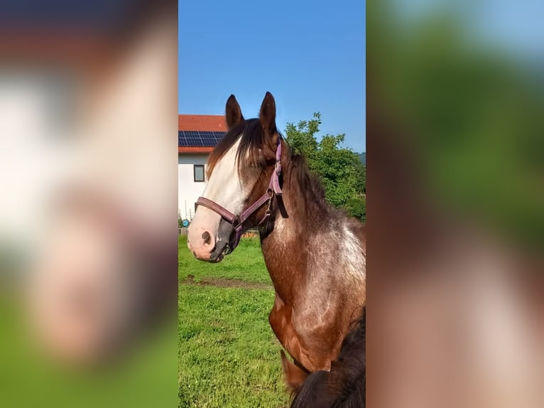 Shire / Shire Horse Castrone 2 Anni 165 cm Baio chiaro in Bad Füssing