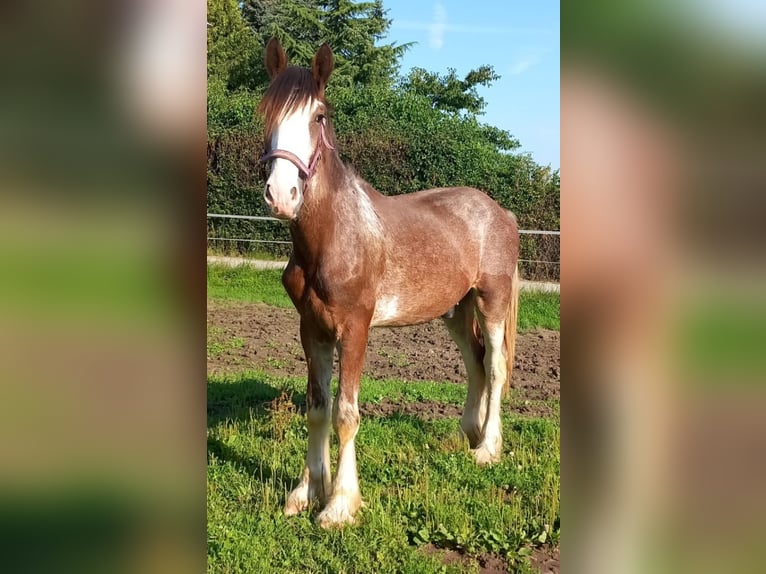 Shire / Shire Horse Castrone 2 Anni 165 cm Baio chiaro in Bad Füssing