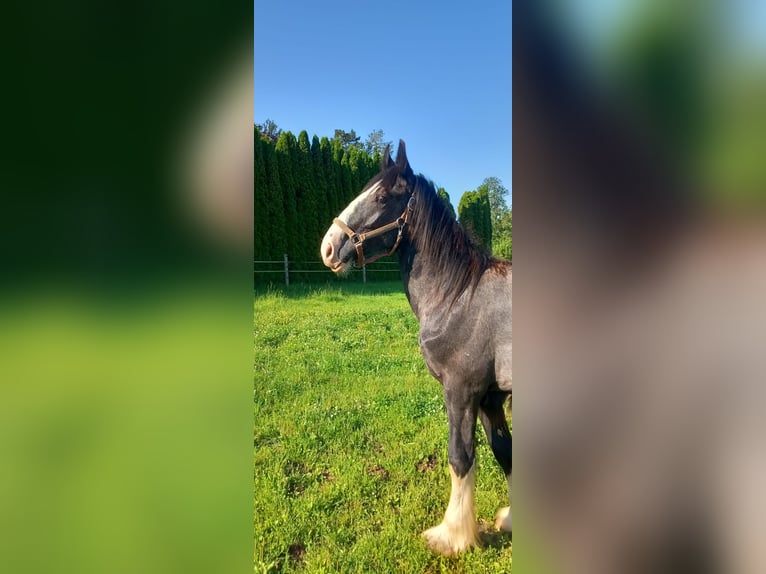 Shire / Shire Horse Castrone 2 Anni 175 cm Morello in Salzburg