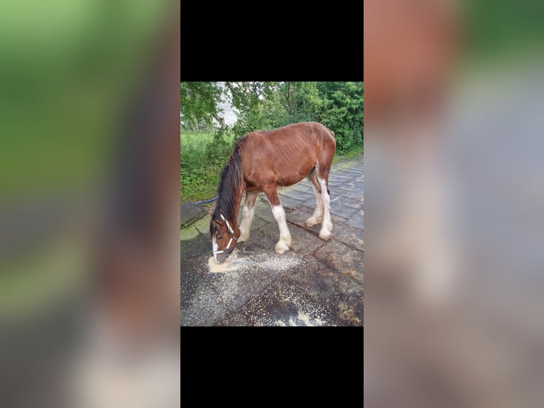 Shire / Shire Horse Castrone 2 Anni 180 cm Baio in Bad Füssing