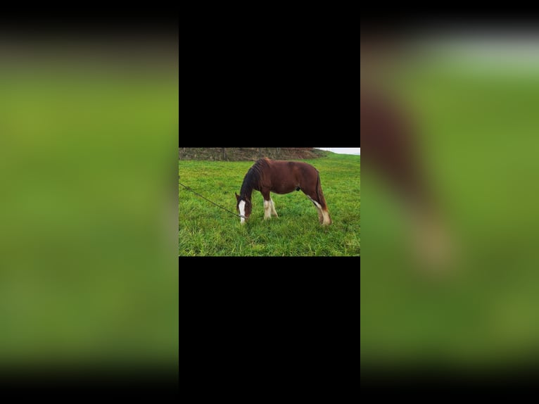 Shire / Shire Horse Castrone 2 Anni 180 cm Baio in Bad Füssing