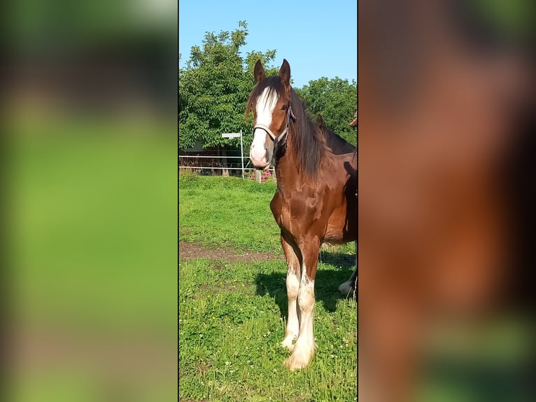 Shire / Shire Horse Castrone 2 Anni 180 cm Baio in Bad Füssing