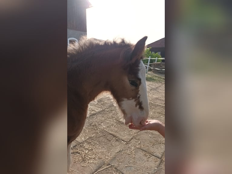 Shire / Shire Horse Castrone 2 Anni 180 cm Baio in Bad Füssing