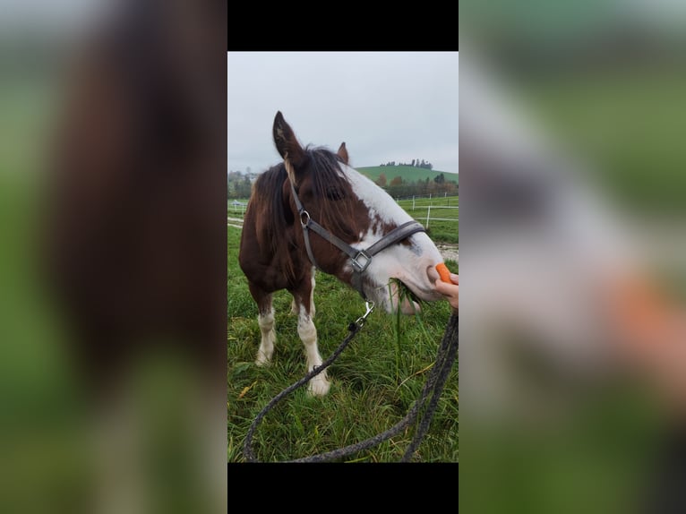 Shire / Shire Horse Castrone 2 Anni 180 cm Baio in Bad Füssing