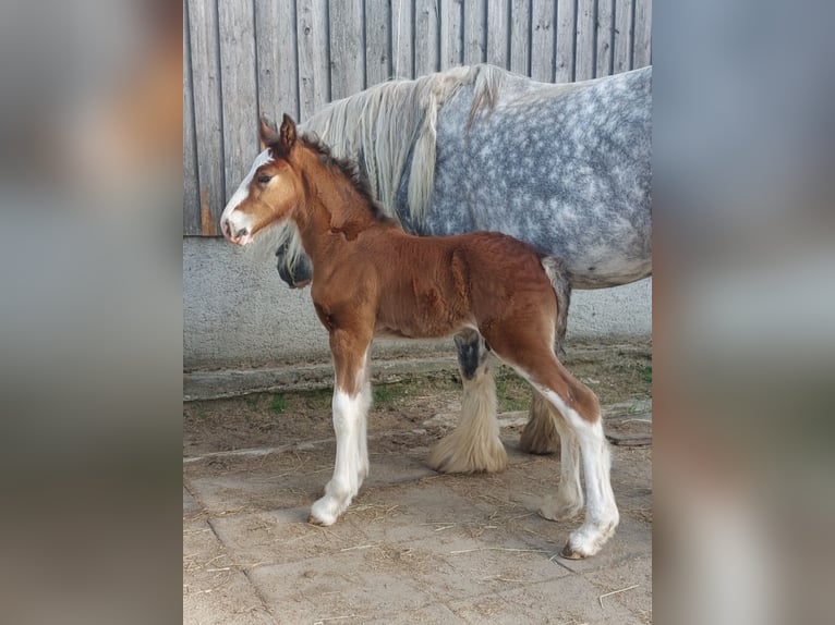 Shire / Shire Horse Castrone 2 Anni 180 cm Baio in Bad Füssing