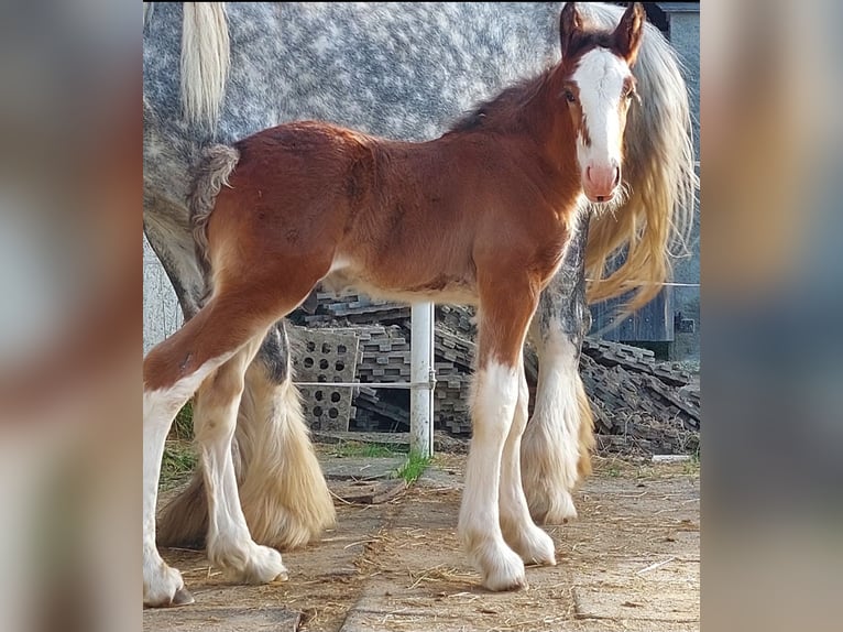 Shire / Shire Horse Castrone 2 Anni 180 cm Baio in Bad Füssing