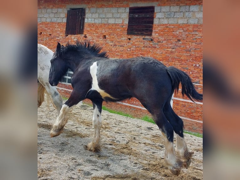 Shire / Shire Horse Castrone 2 Anni 180 cm Morello in Bad Füssing