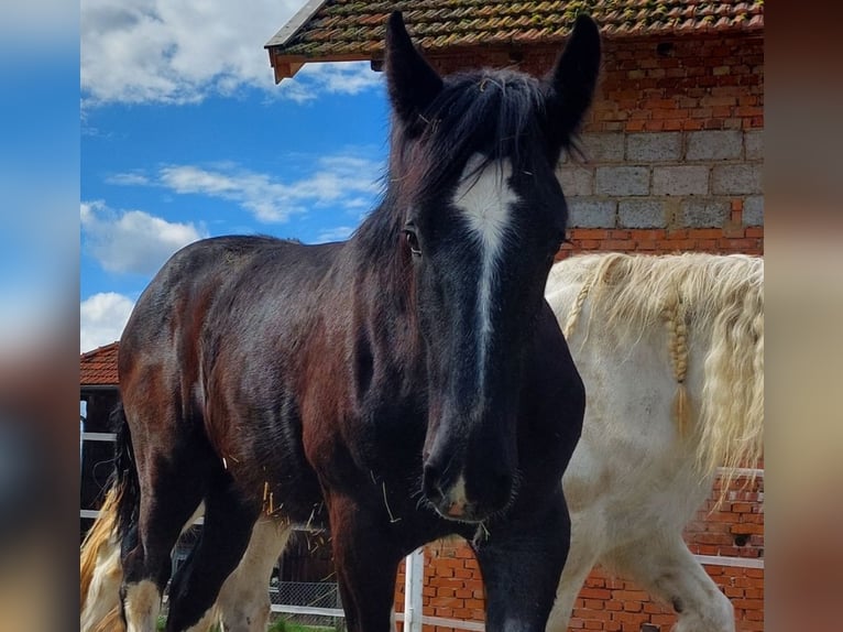 Shire / Shire Horse Castrone 2 Anni 180 cm Morello in Bad Füssing